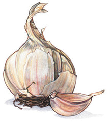 Organic & Heirloom Mix Garlic Bag